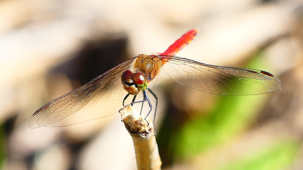 P2330471：アキアカネ（オス）