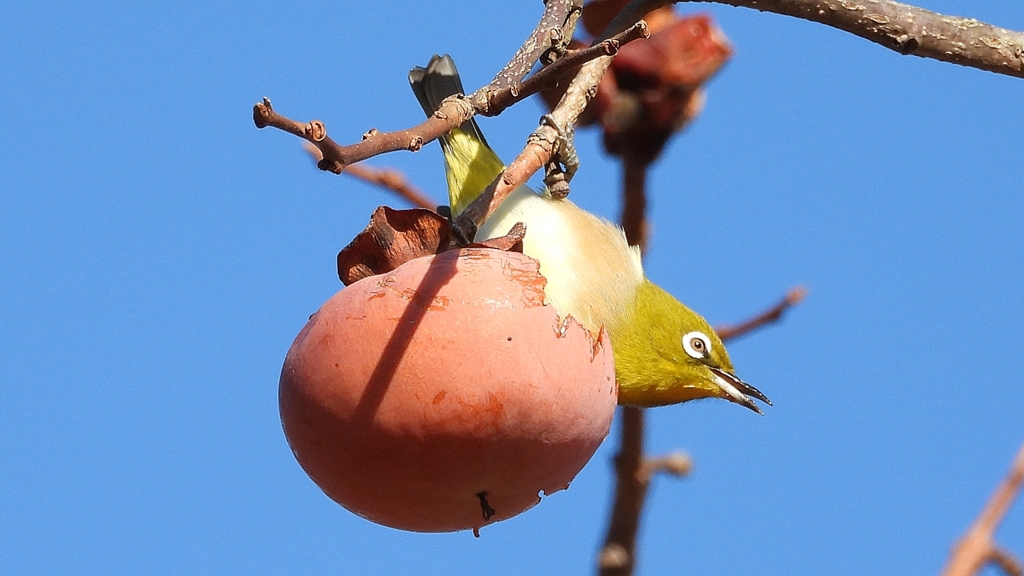 DSCN8690：メジロ