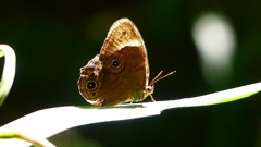 P2250839：クロヒカゲ