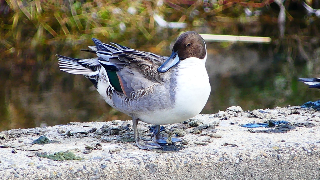 P2390797：オナガガモ（オス）