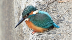 DSCN0567：カワセミ（オス）