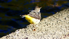 P2370433：キセキレイ