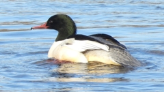 DSCN5233：カワアイサ（オス）