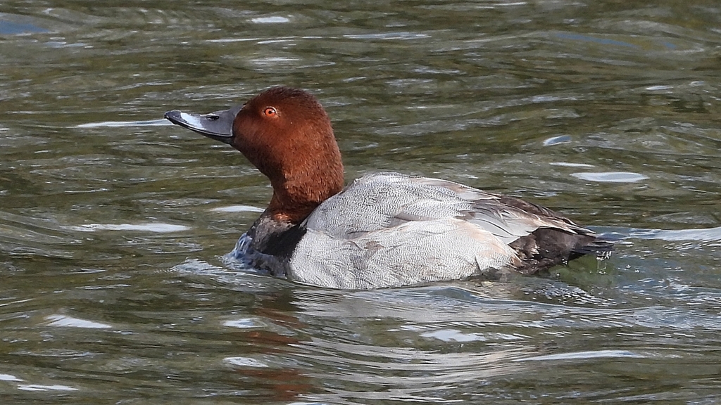 DSCN0320：ホシハジロ（オス）