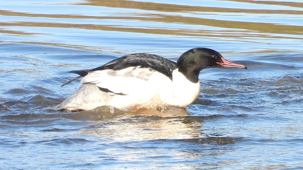 DSCN5331：カワアイサ（オス）