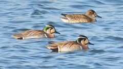 DSCN1115：トモエガモ