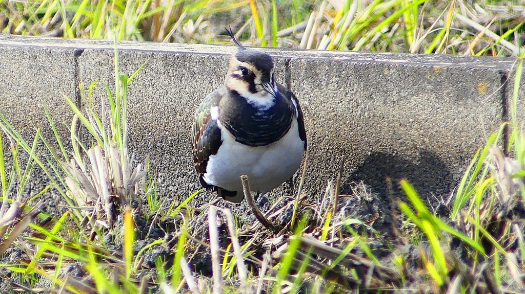 P2340770：タゲリ