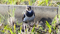 P2340770：タゲリ