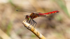 P2330510：アキアカネ（オス）