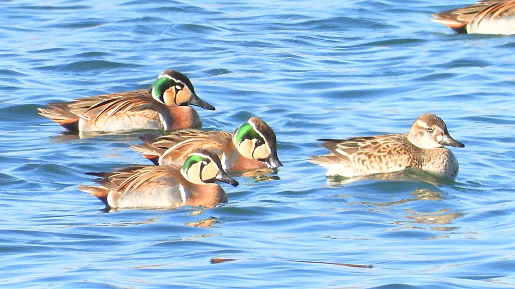 DSCN1170：トモエガモ