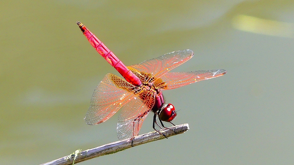 P2300800：ベニトンボ（オス）