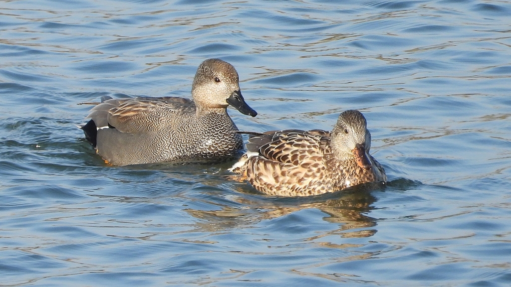 DSCN3815：オカヨシガモ