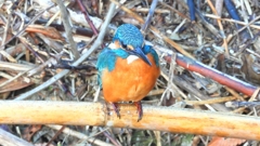 DSCN5143：カワセミ（オス）