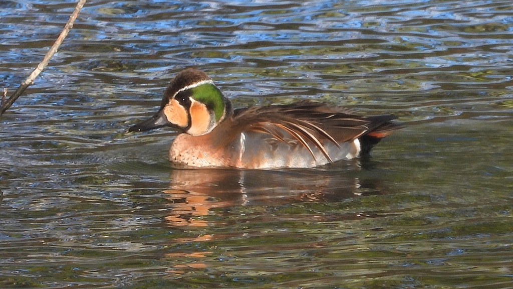 DSCN7912：トモエガモ（オス）