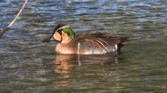 DSCN7912：トモエガモ（オス）