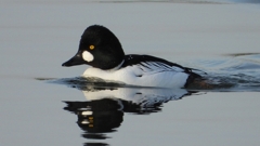 DSCN2450：ホオジロガモ（オス）