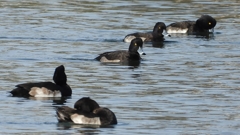 DSCN2959：キンクロハジロ（オス）