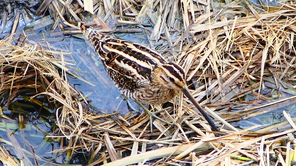 P2280647：タシギ
