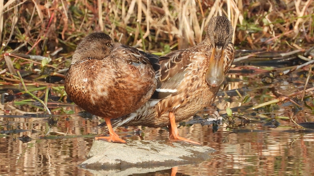 DSCN7408：ハシビロガモ（メス）