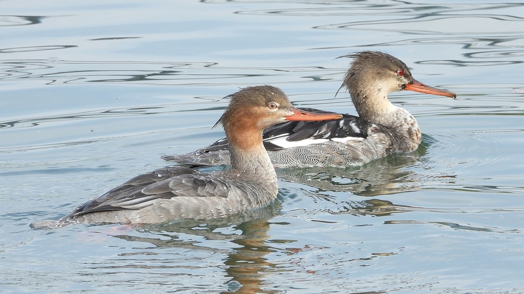 DSCN4512：ウミアイサ