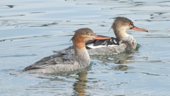 DSCN4512：ウミアイサ