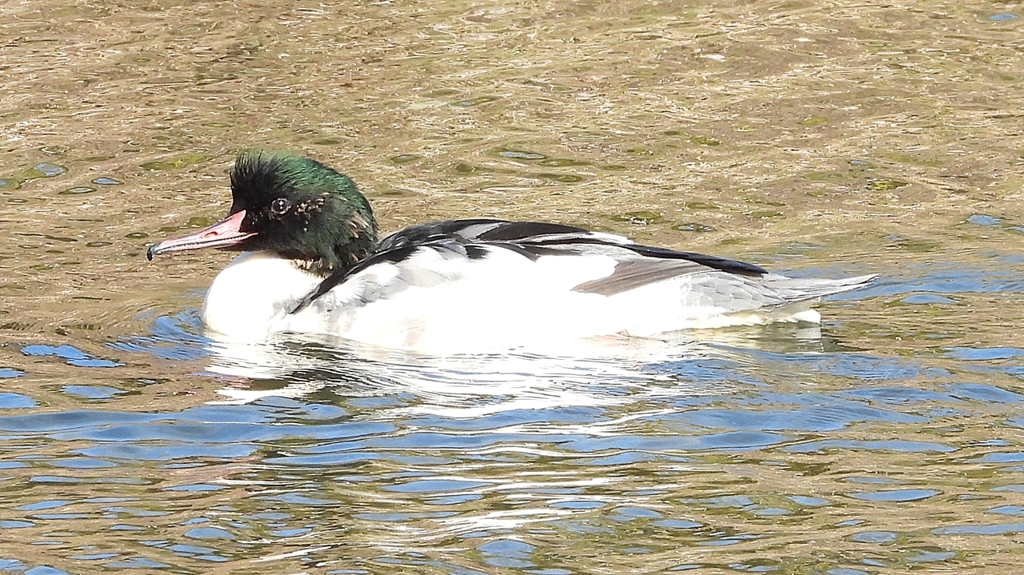 DSCN1800：カワアイサ（オス）