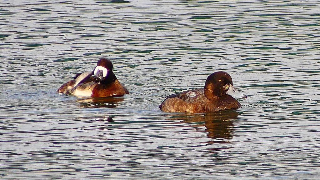 P2350426：スズガモ