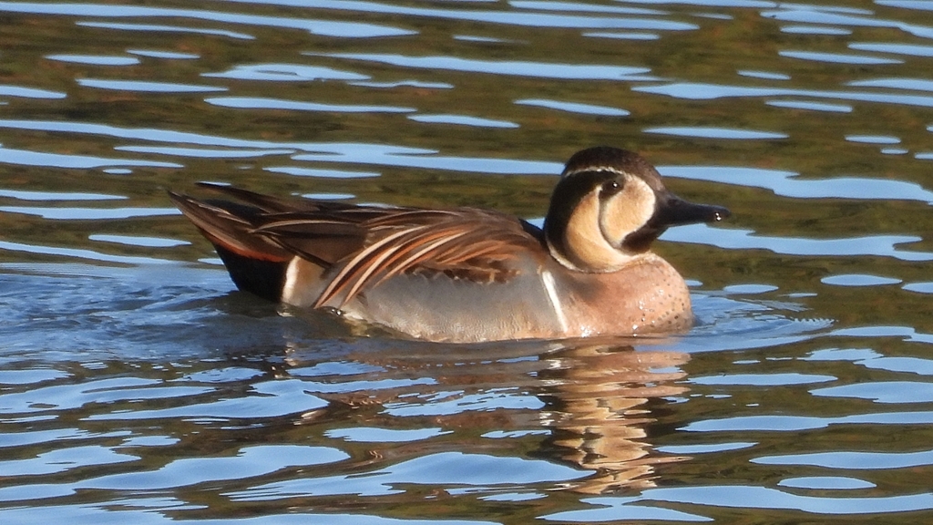 DSCN7814：トモエガモ（オス）