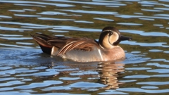 DSCN7814：トモエガモ（オス）