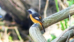 P2300541：ジョウビタキ（オス）