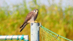 P2340323：チョウゲンボウ