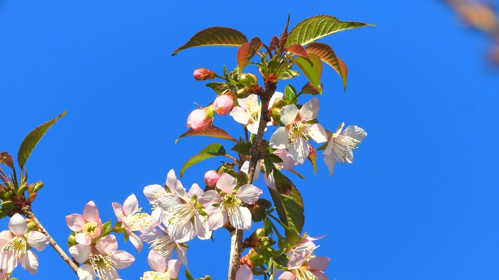 DSCN4796：ヒマラヤザクラ