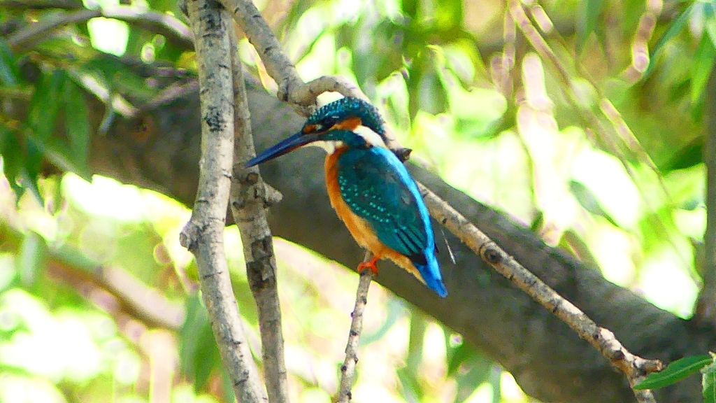 P2290638：カワセミ