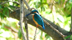 P2290638：カワセミ