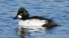 DSCN2686：ホオジロガモ（オス）