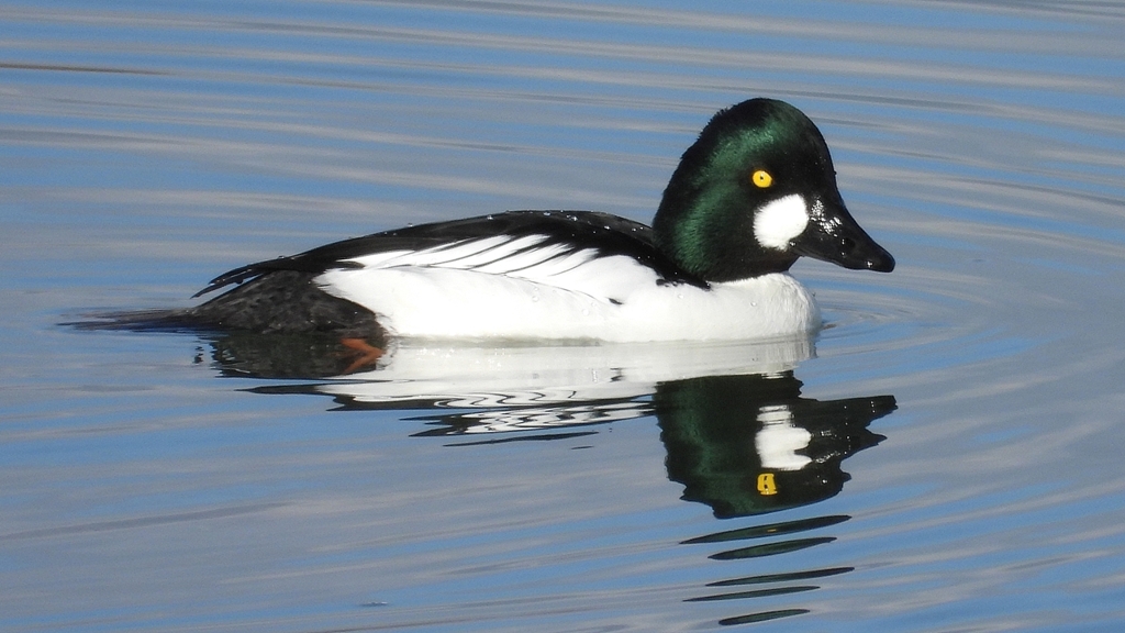 DSCN1522：ホオジロガモ（オス）