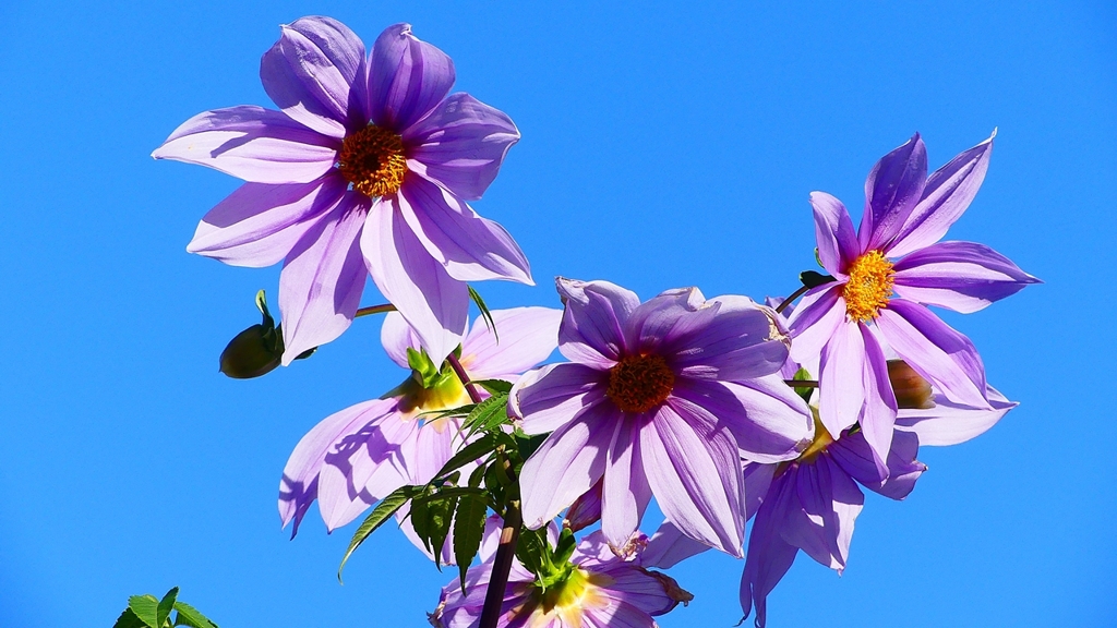 P2420072：皇帝ダリア