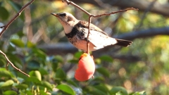 DSCN6022：ツグミ