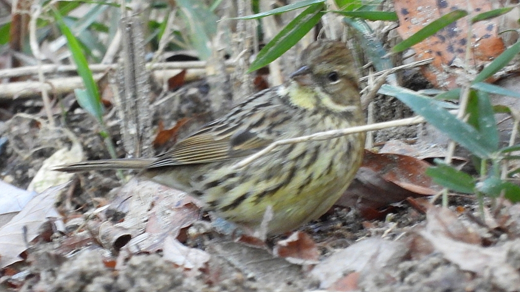 DSCN8063：アオジ