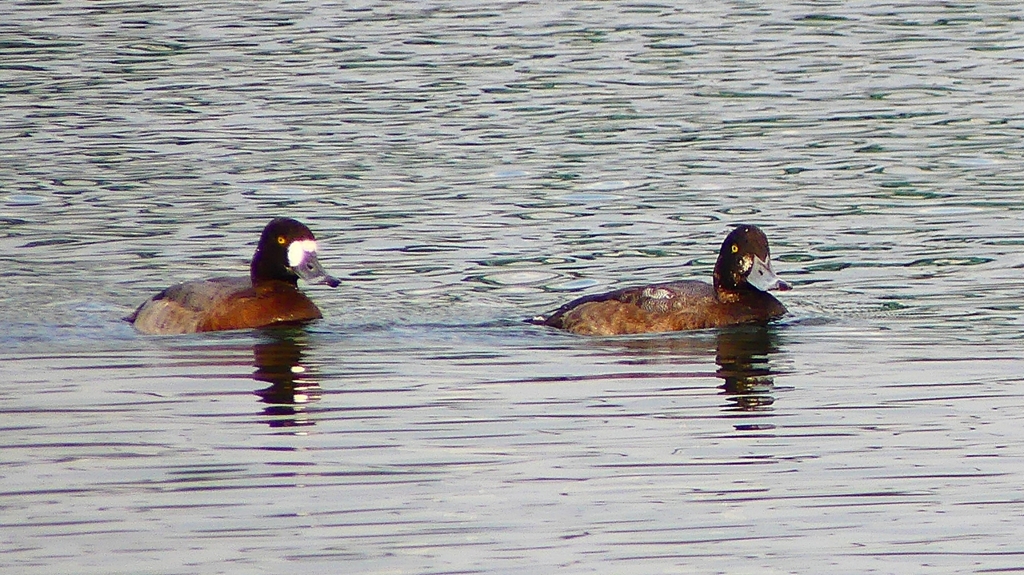 P2350418：スズガモ
