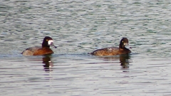 P2350418：スズガモ