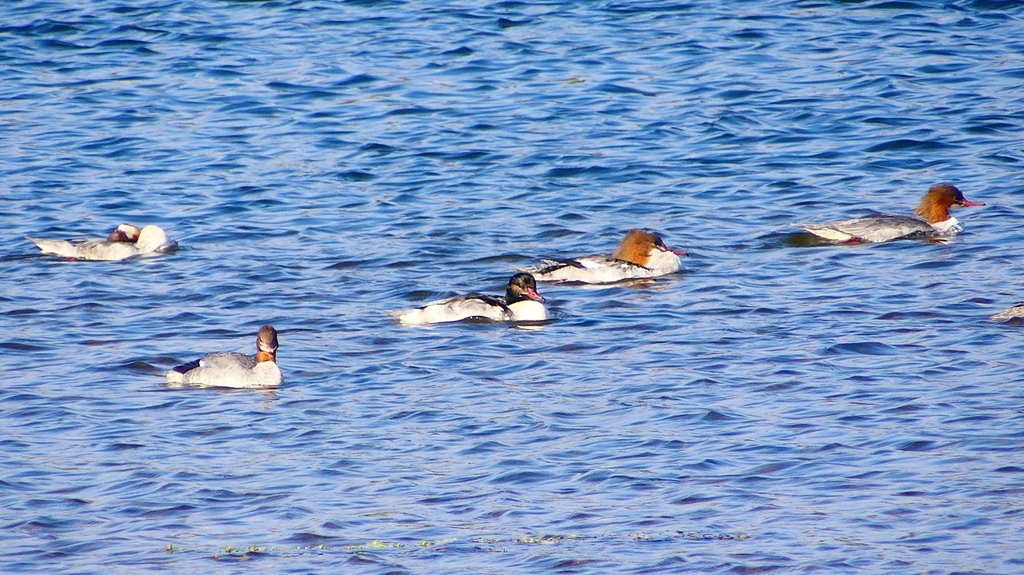 P2380832：カワアイサ