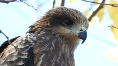 DSCN1390：トビ（顔アップ）