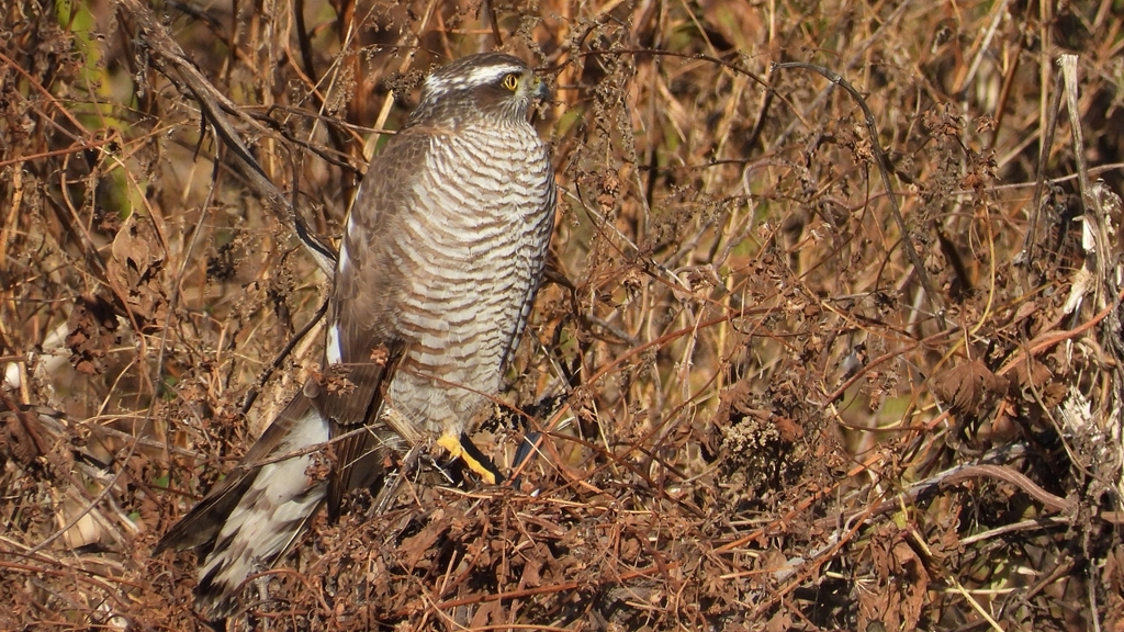 DSCN5477：ハイタカ