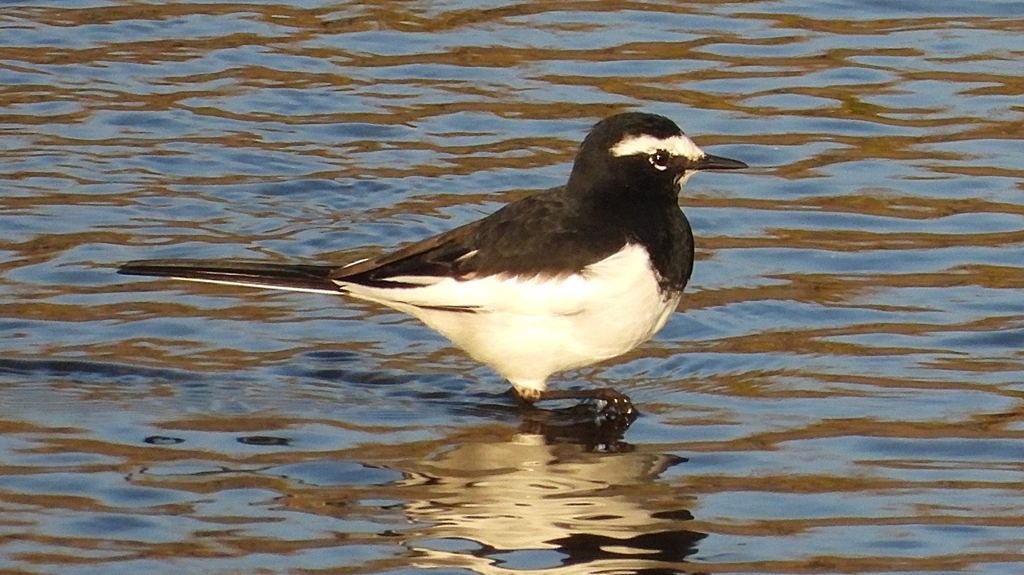 DSCN3645：セグロセキレイ