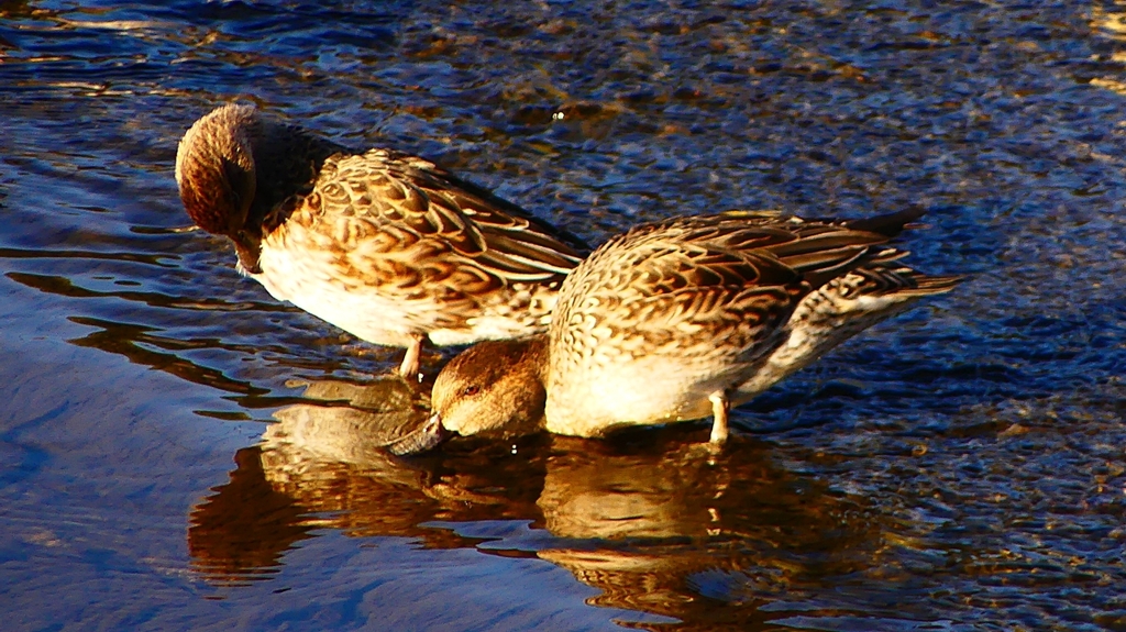 P2400252：コガモ