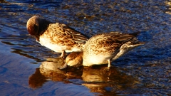 P2400252：コガモ