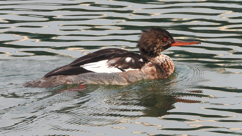 DSCN7297：ウミアイサ