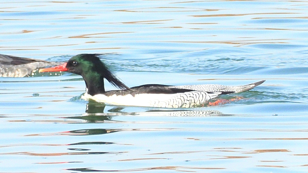 DSCN0809：コウライアイサ