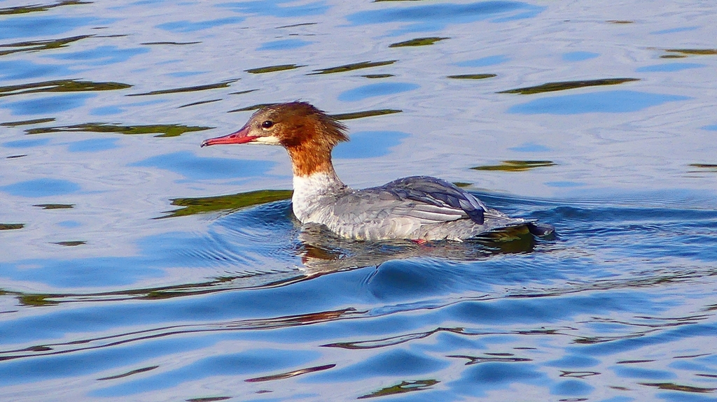 P2390183：カワアイサ（メス）